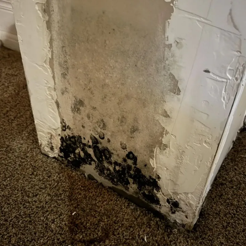 Professional Mold Removal in Sandwich, IL